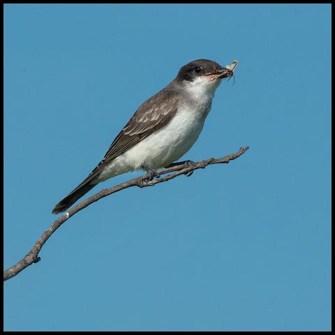 Eastern Kingbird