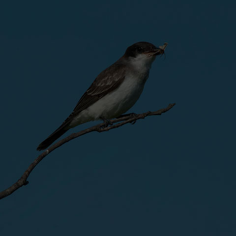 Eastern Kingbird