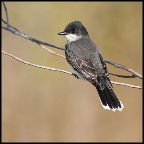 Eastern Kingbird
