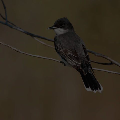 Eastern Kingbird