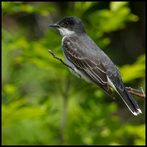 Eastern Kingbird