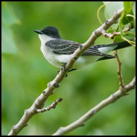 Eastern Kingbird
