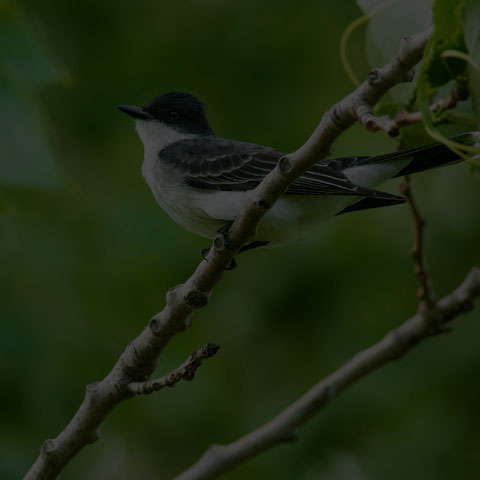 Eastern Kingbird