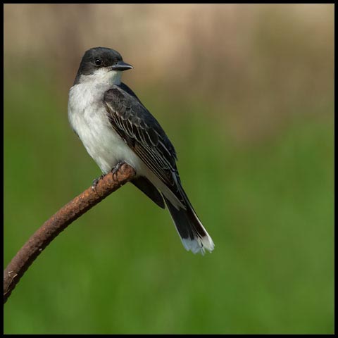 Eastern Kingbird