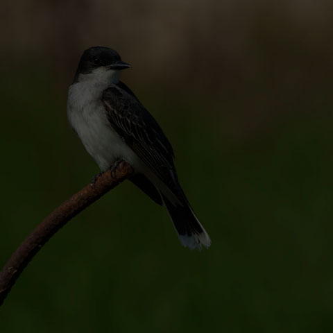 Eastern Kingbird