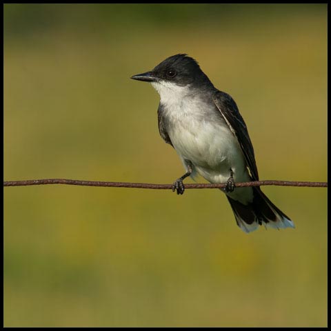 Eastern Kingbird