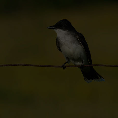 Eastern Kingbird