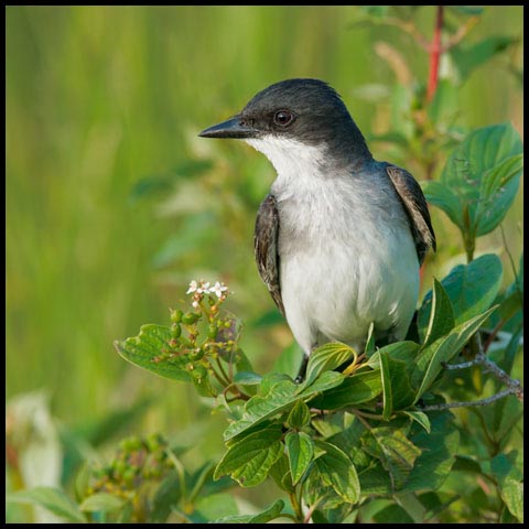 Eastern Kingbird