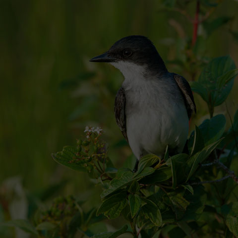 Eastern Kingbird