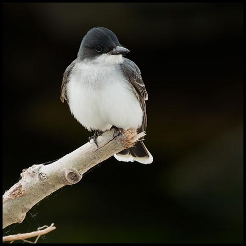 Eastern Kingbird