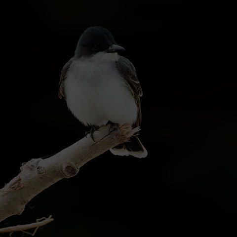 Eastern Kingbird