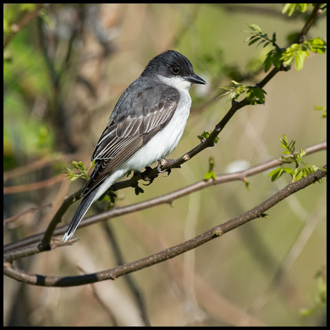 Eastern Kingbird