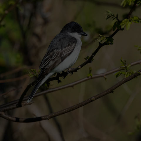 Eastern Kingbird