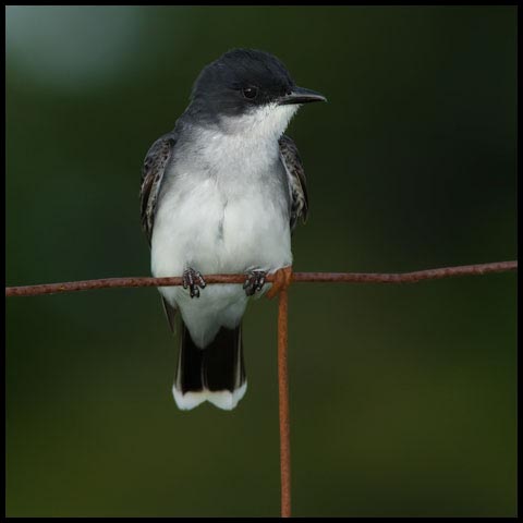 Eastern Kingbird
