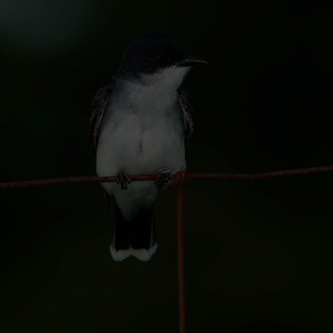 Eastern Kingbird