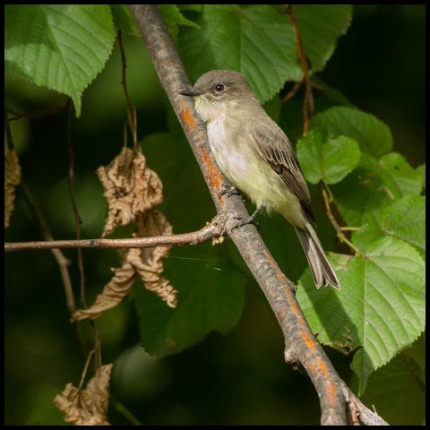 Eastern Phoebe
