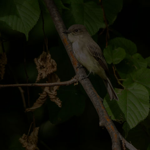 Eastern Phoebe