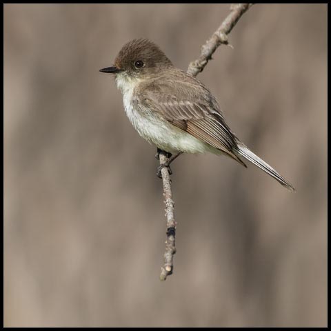 Eastern Phoebe