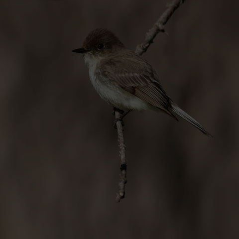 Eastern Phoebe