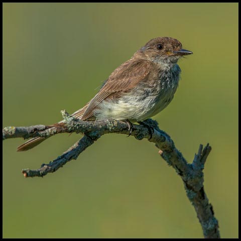Eastern Phoebe