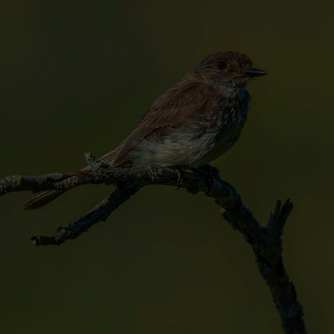 Eastern Phoebe