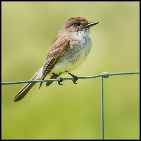 Eastern Phoebe