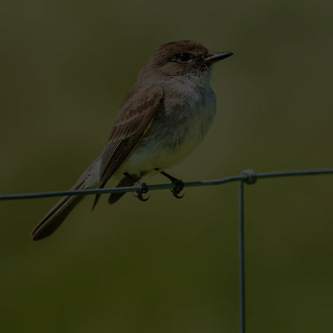 Eastern Phoebe