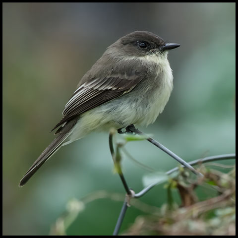 Eastern Phoebe