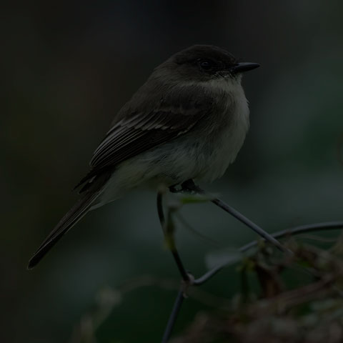 Eastern Phoebe