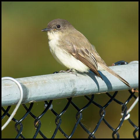 Eastern Phoebe