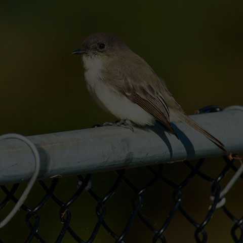 Eastern Phoebe