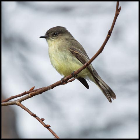 Eastern Phoebe