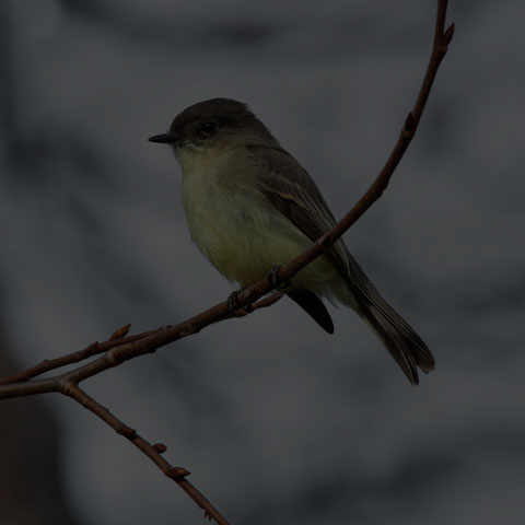 Eastern Phoebe