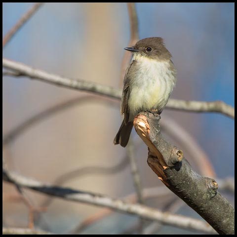 Eastern Phoebe