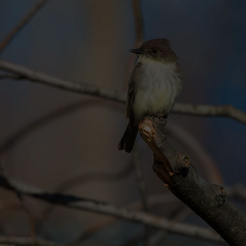 Eastern Phoebe