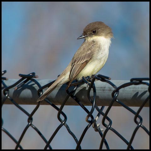 Eastern Phoebe