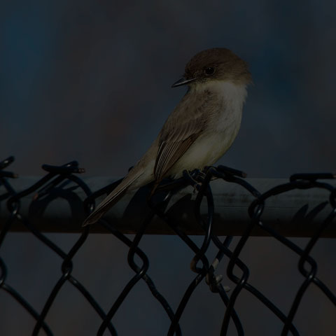 Eastern Phoebe