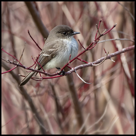 Eastern Phoebe