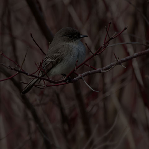 Eastern Phoebe