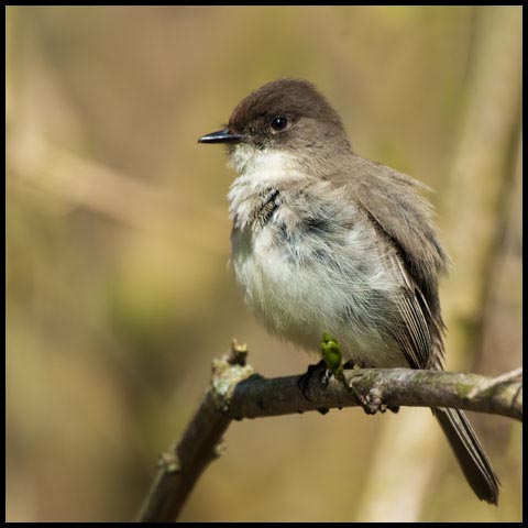 Eastern Phoebe