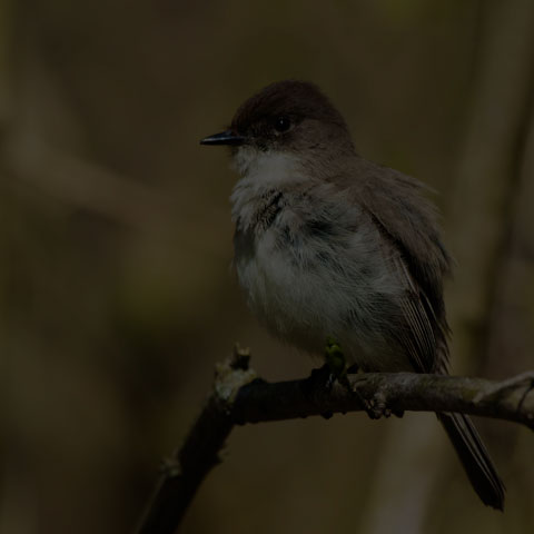Eastern Phoebe
