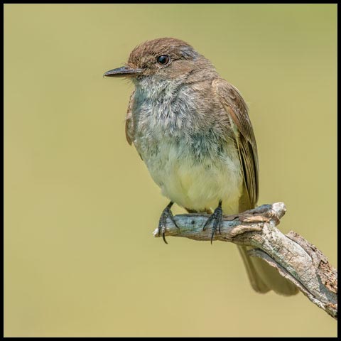 Eastern Phoebe