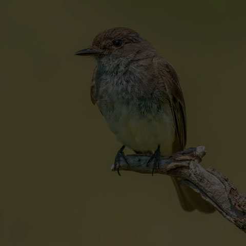 Eastern Phoebe