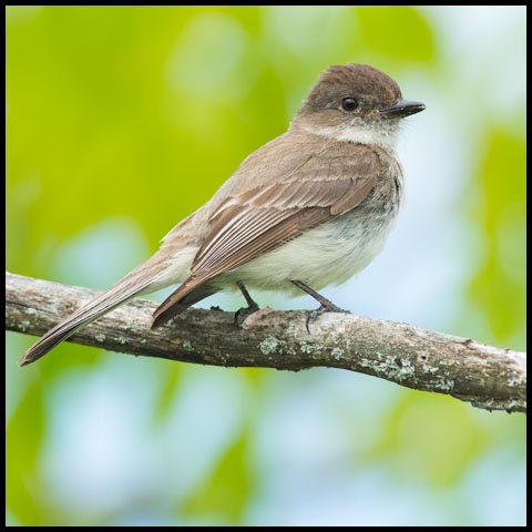 Eastern Phoebe
