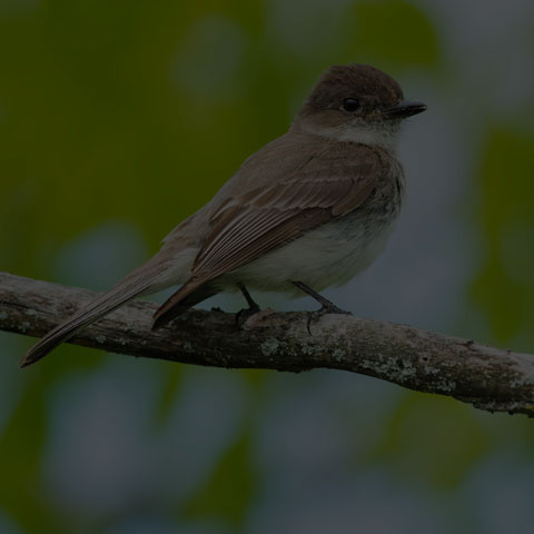 Eastern Phoebe
