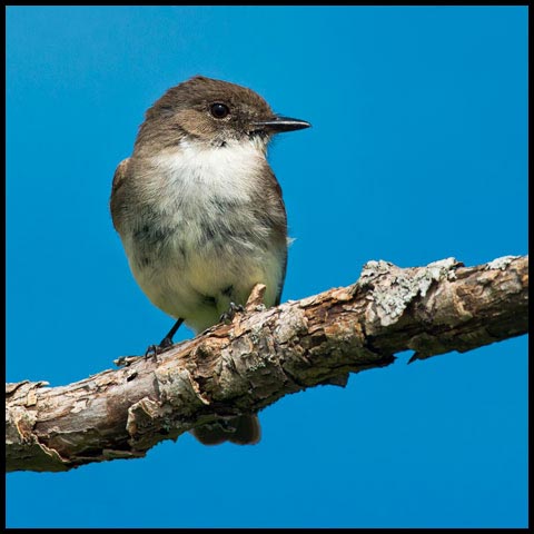 Eastern Phoebe