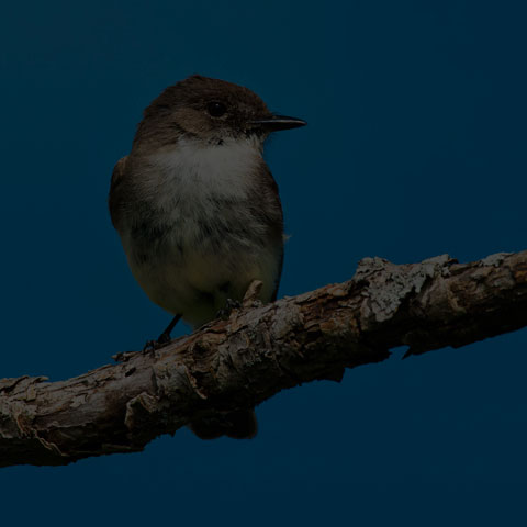 Eastern Phoebe