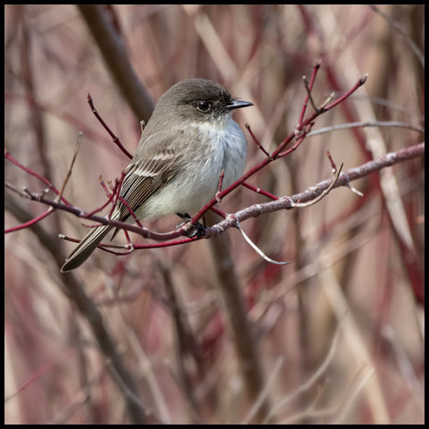 Eastern Phoebe