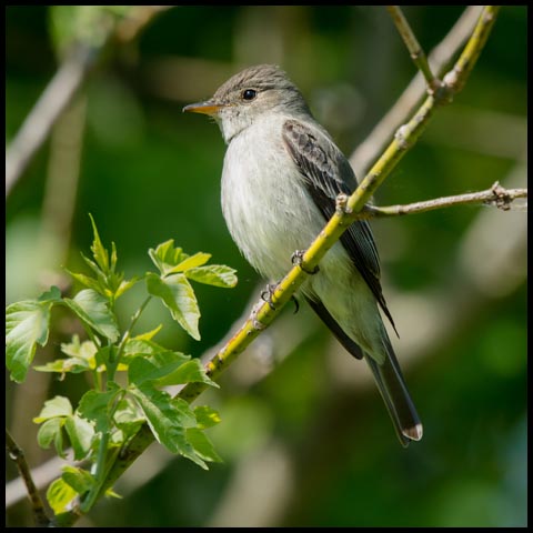 Eastern Wood Pewee