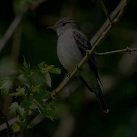 Eastern Wood Pewee